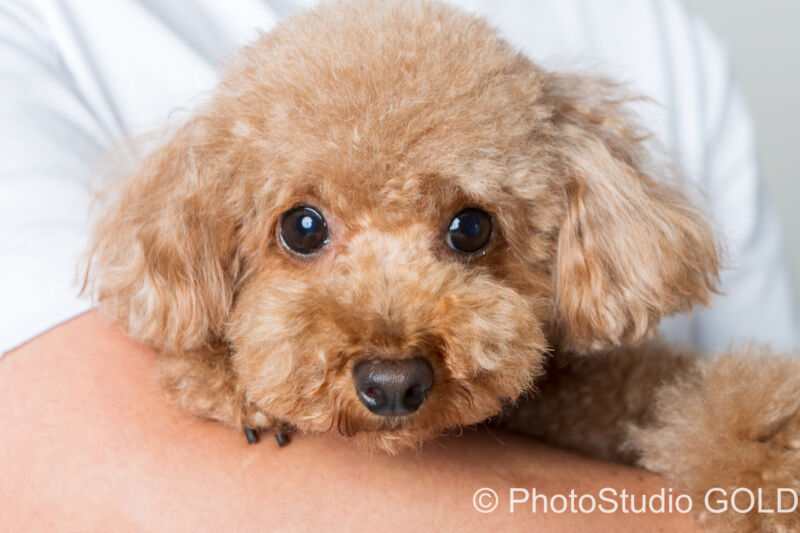 神戸 マタニティフォト 女性カメラマン 母と子の上田病院 春日野道駅　カメラマン スタジオ 神戸 内絵里 金本義隆 写真屋 スタジオゴールド